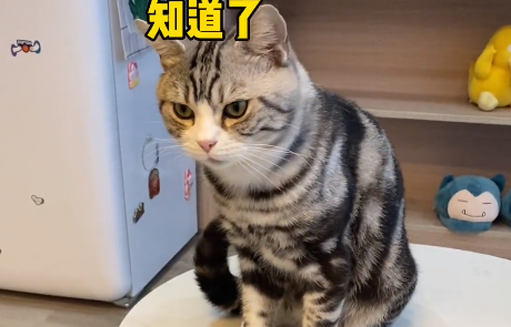 妈耶是只猫多少钱.png