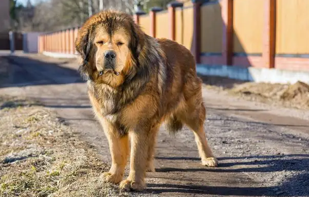 中亚牧羊犬握手训练教程，有需要可以get一下