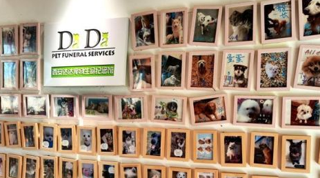 宠物殡葬业市场逐渐兴起，专家：需引导行业规范发展