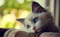 猫是不是也有大姨妈