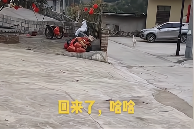 贵州女子给狗打电话，无论多远听见铃声立马回家：比老公靠谱多了
