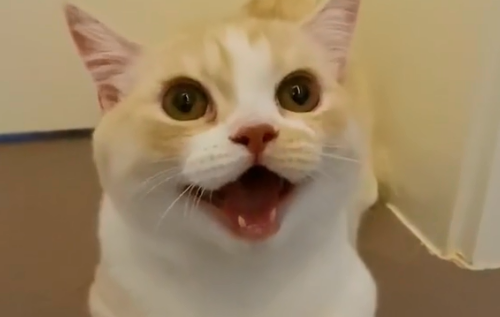 小笼包是只猫是什么品种