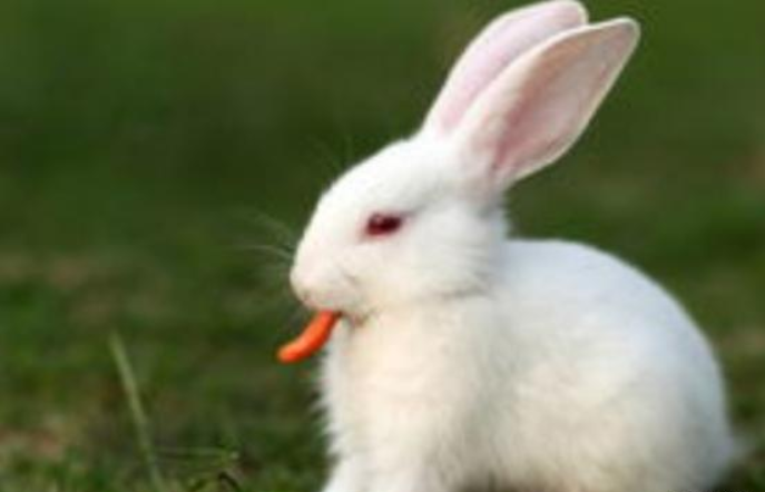 如何科学饲养宠物兔子