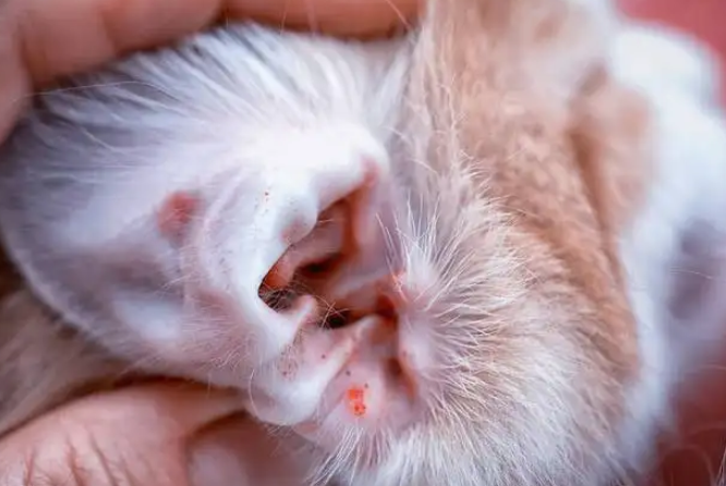猫耳朵里的耳螨是什么样的