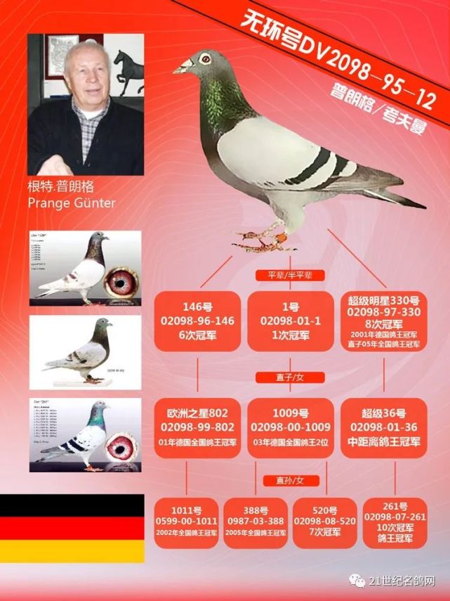 德国70%以上的鸽友都拥有无环号的血系 德国70%以上的鸽友都拥有无环号的血系