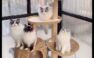 SURABAYA布偶猫舍猫多少钱
