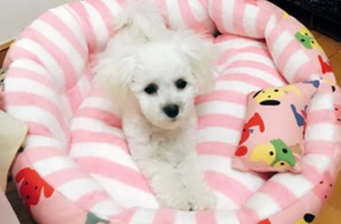 狗狗拉肚子好了什么时候能吃东西 狗狗拉肚子好了什么时候能吃东西