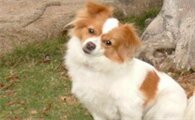 狗狗能吃石榴和番石榴吗