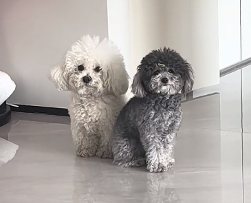 泰迪吐白沫是什么症状怎么办.png 泰迪吐白沫是什么症状怎么办.png