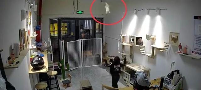 气愤！小男孩私闯猫舍将幼猫逐个抛向高空后砸地，家长反怪店门没关