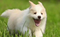 狗狗脸上长了个肿瘤怎么办