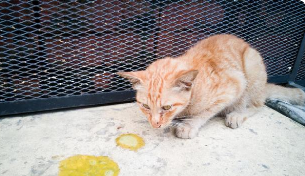 猫突然吐出黄色液体是什么原因 猫突然吐出黄色液体是什么原因