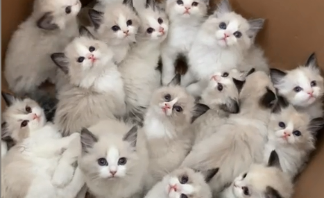 小橘酱-布偶猫是纯种的吗.png