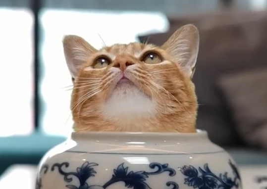 小猫吃多了拉稀呕吐怎么办.png 小猫吃多了拉稀呕吐怎么办.png