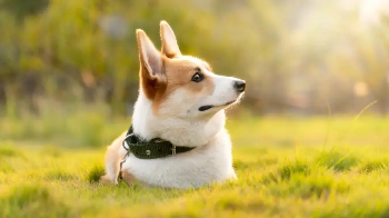 柯基犬可以每天吃一个蛋黄吗.png