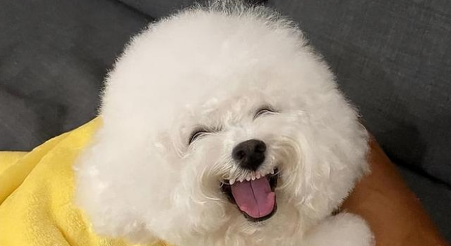 喂养比熊,这些注意事项一定要好好掌握 喂养比熊,这些注意事项一定要好好掌握