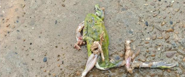 一只保护动物绿蛙不知道被谁压死在马路上了？