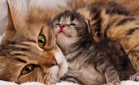 猫吃小猫怎么回事