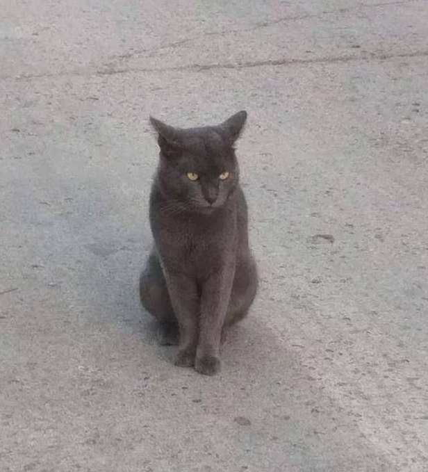 渣猫精心维护的“双猫身份”被揭穿，只因戴了一个新项圈...