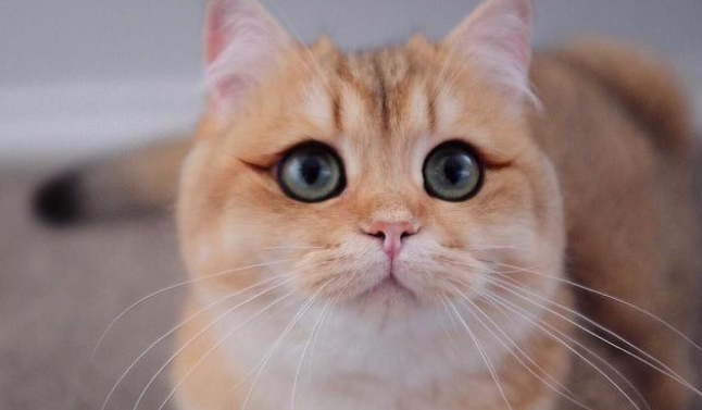 猫咪每天晚上叫是因为什么