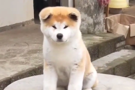 米兰庄园日系秋田犬是真的吗.png 米兰庄园日系秋田犬是真的吗.png