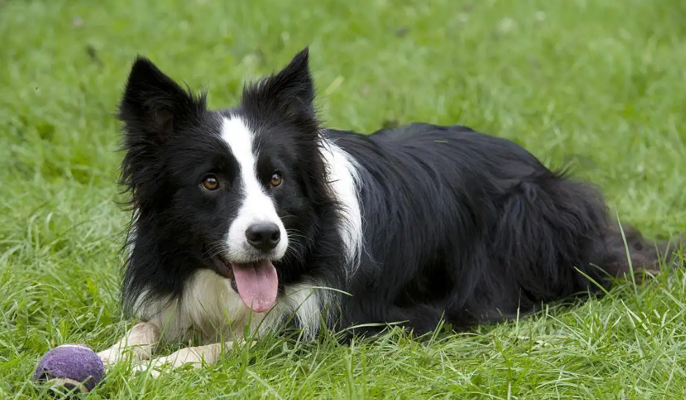 边境牧羊犬多大开始训练比较好?这篇文章给你答案