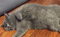 猫咪隐睾有多大几率可以下来