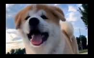 九子秋田犬狗吃什么