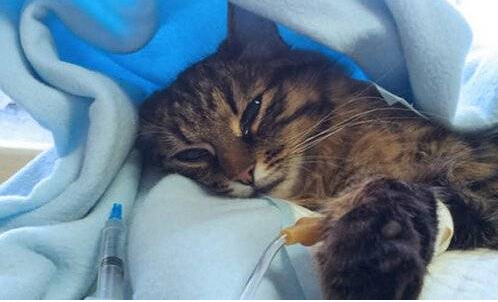 猫拉绿色的稀便怎么回事