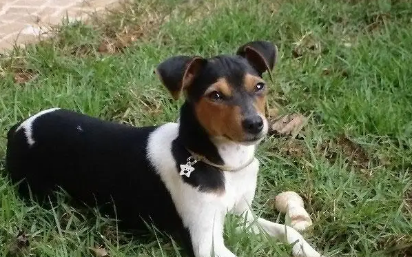 不清楚怎么训练捕鼠梗犬护主？看看这篇训练心得