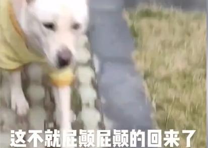 贵州女子给狗打电话，无论多远听见铃声立马回家：比老公靠谱多了
