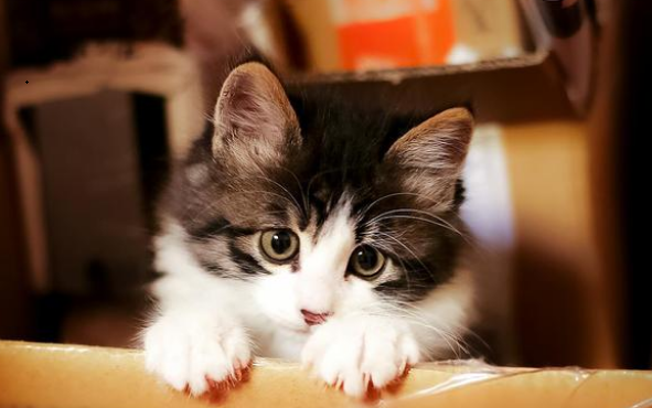 刚出生的猫咪怎么喂养如果没有羊奶粉怎么办 刚出生的猫咪怎么喂养如果没有羊奶粉怎么办