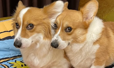 逗比小贝基怎么下楼