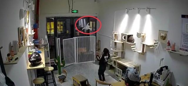 气愤！小男孩私闯猫舍将幼猫逐个抛向高空后砸地，家长反怪店门没关