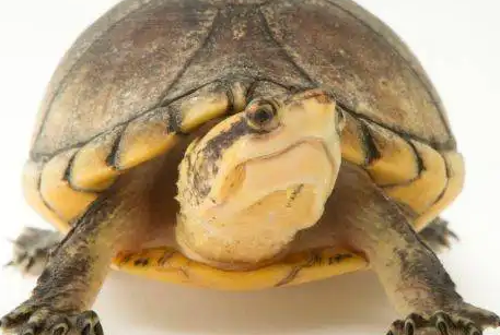 乌龟多久不吃食会饿死