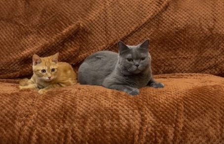 一个人的自我拉扯蓝猫叫什么.png 一个人的自我拉扯蓝猫叫什么.png