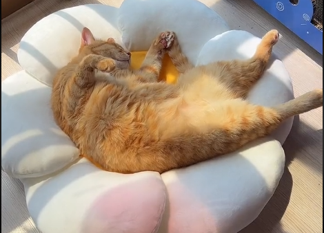 猫咪叫不苦是什么品种.png