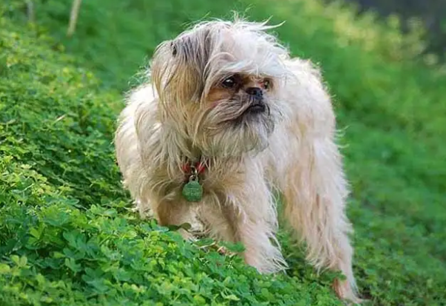 怎么训练罗秦犬坐立?原来这样它就能听懂主人的指令 怎么训练罗秦犬坐立?原来这样它就能听懂主人的指令