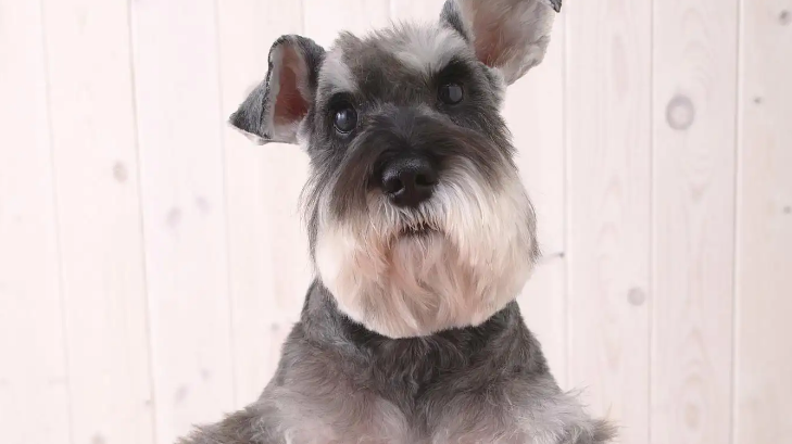 捷克梗翻垃圾桶应该这么训斥它