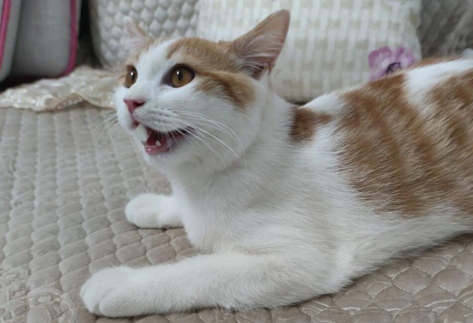 猫咪大喘气伸舌头是为什么 猫咪大喘气伸舌头是为什么