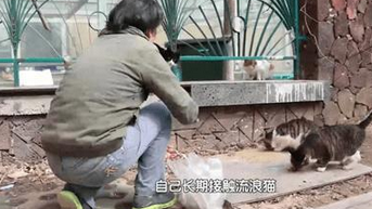 爱心投喂引争议,流浪猫管理该如何解答? 爱心投喂引争议,流浪猫管理该如何解答?