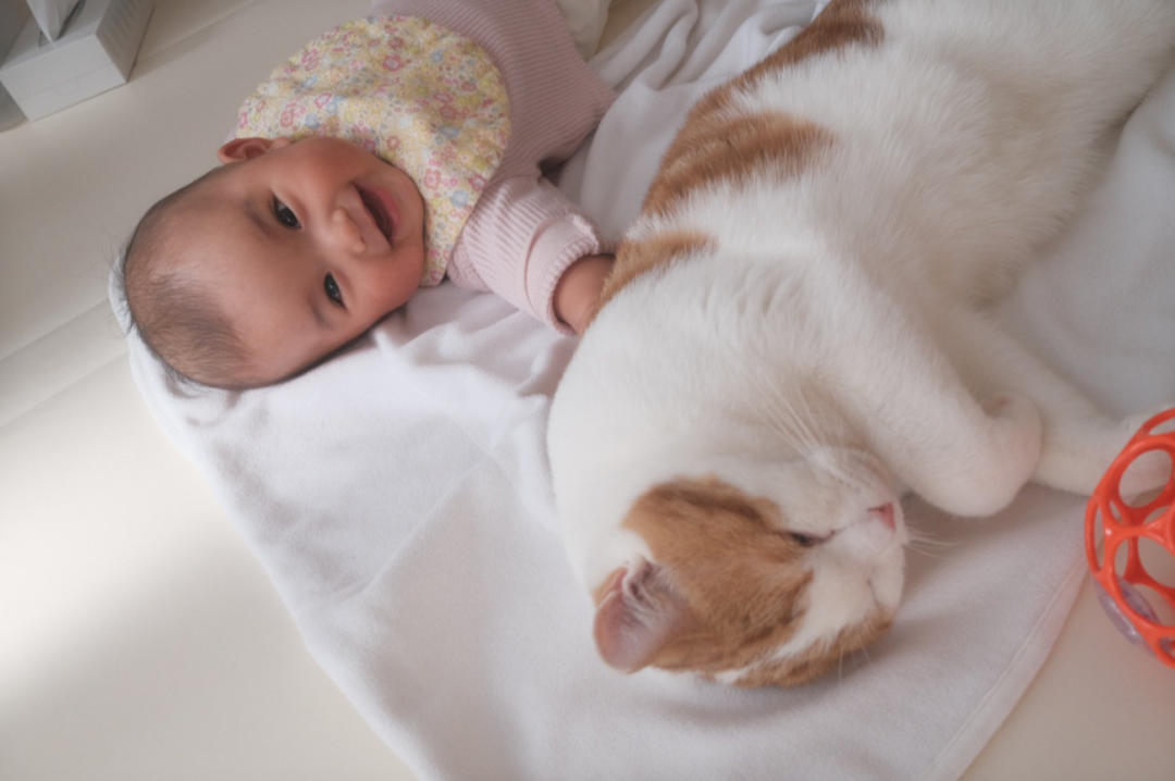 猫咪因霸占宝宝座椅被教训，猫：凭什么我这个宝宝不能坐？.png