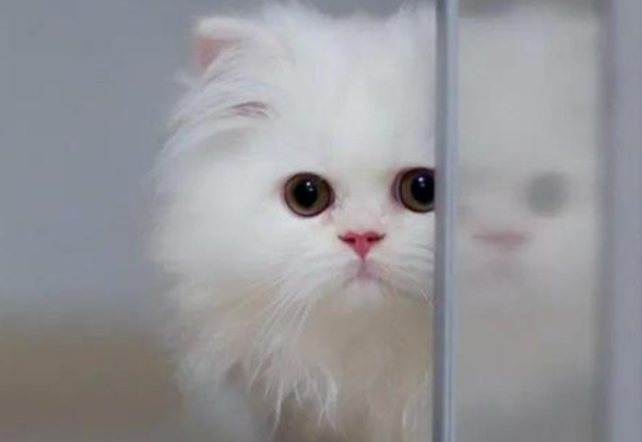 猫老是嗷呜嗷呜叫是为啥