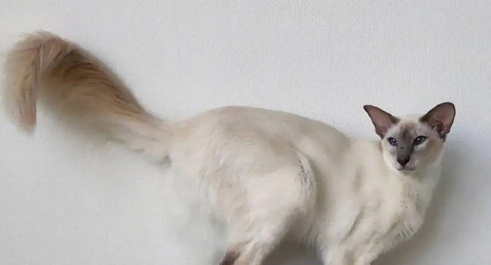 巴厘猫不会游泳就out了!快来这样教它游泳 巴厘猫不会游泳就out了!快来这样教它游泳