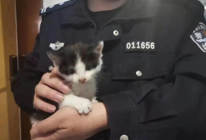 安徽芜湖:好有爱!抗疫民警齐力救助出一只流浪小奶猫 安徽芜湖:好有爱!抗疫民警齐力救助出一只流浪小奶猫