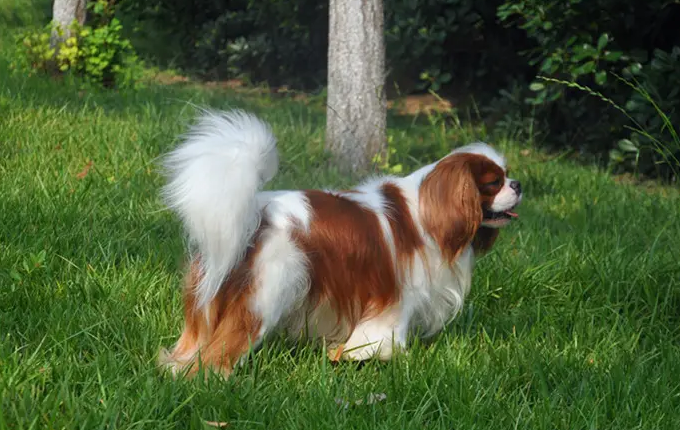 训练骑士查理王小猎犬大小便，你需要掌握这些方法！