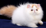 猫咪可不可以吃棒棒糖
