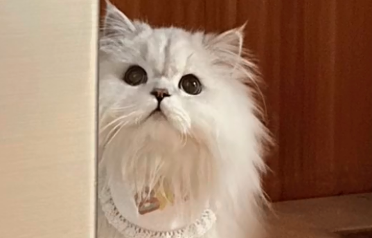 莱恩是只猫叫什么.png
