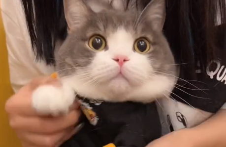 乐乐的土豆吃的是什么猫粮.png