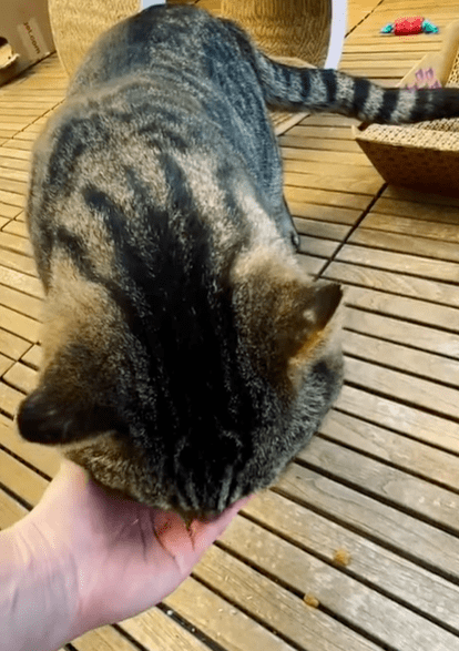 女子随手在后院种了两盆猫薄荷，结果吸引了一大波流浪猫 